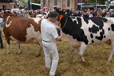 Van knuffelkoeien tot melken voor het goede doel: Koeiemart komt weer naar centrum Woerden