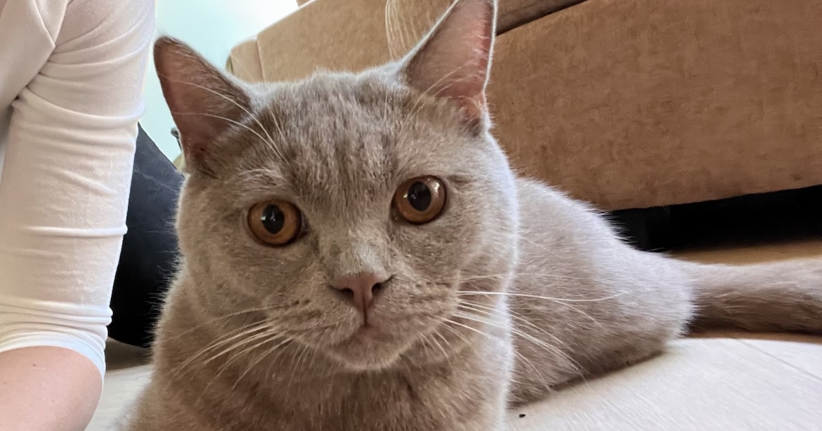 Heb jij Casper, Nina of Moos gezien? Deze vier huisdieren worden in De Bilt vermist