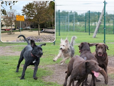 Na bezoek aan Schiedams park overleden al vier honden: wat is hier aan de hand?