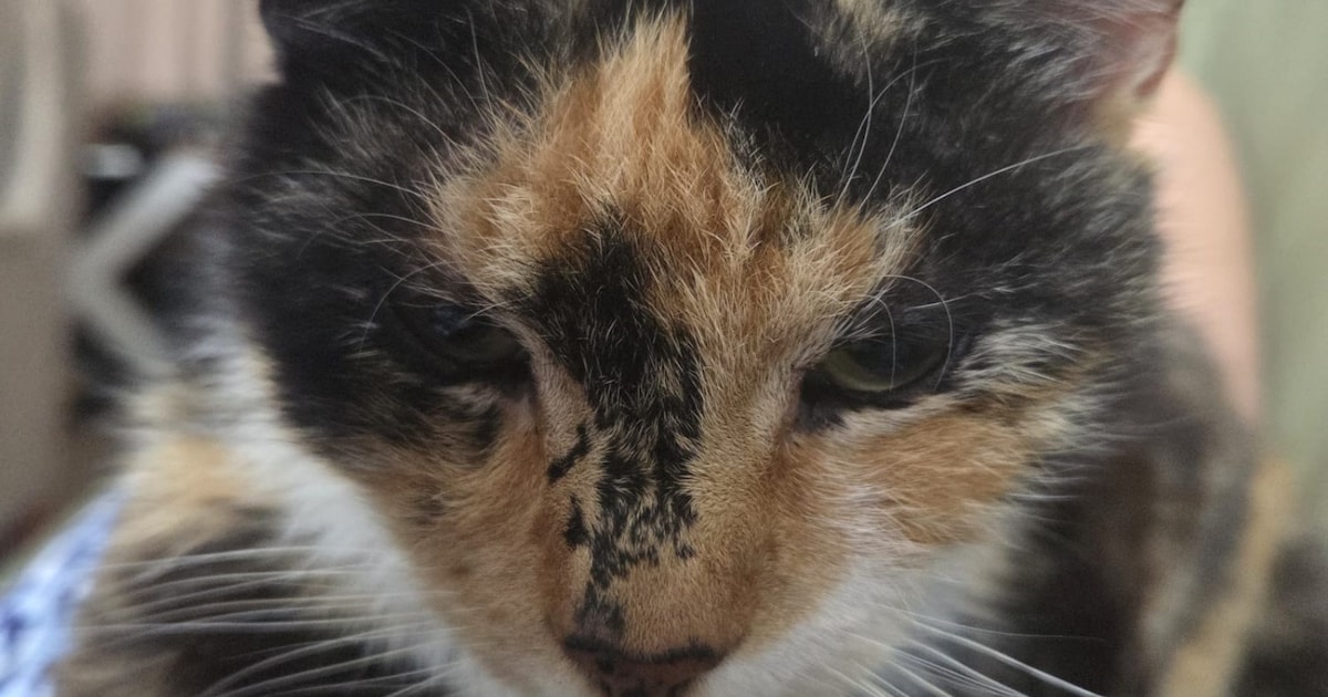 Heb jij Pippa of Pixie gezien? Deze twee huisdieren worden in Wormerland vermist