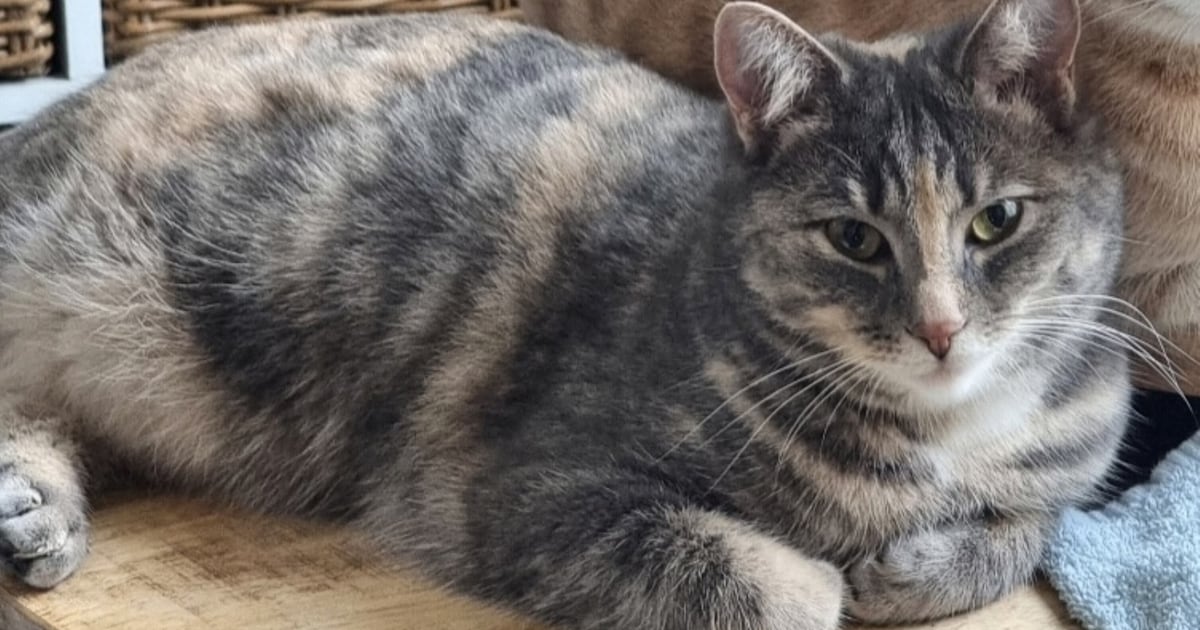 Heb jij Noa of Lex gezien? Deze twee huisdieren worden in Leudal vermist