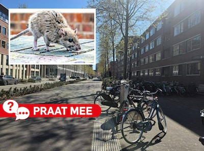 Rattenoverlast in het Paleiskwartier: heb jij ook last van ongedierte? Deel je ervaring