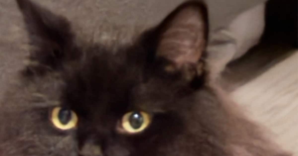Heb jij Mowgly of Chemairo gezien? Deze twee huisdieren worden in IJsselstein vermist