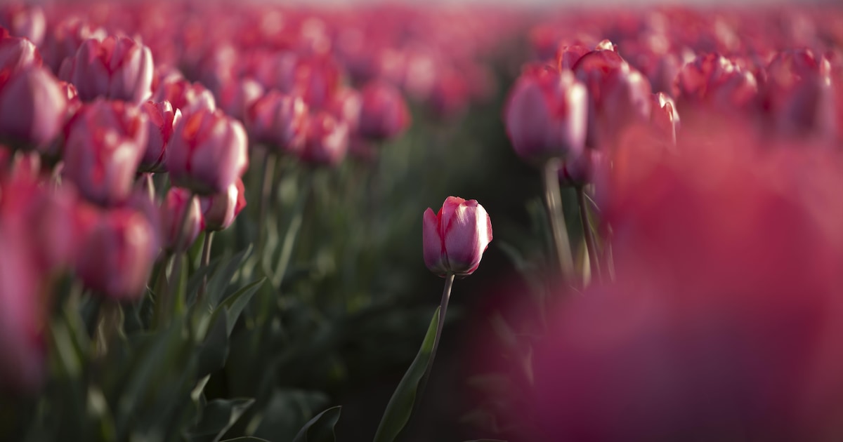 Plant van duizenden bloembollen vormt opmaat naar Tulpenroute Flevoland in Almere