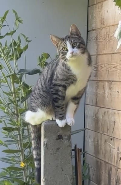 Heb jij Toby, Willem of Coco gezien? Deze 6 huisdieren worden in Enschede vermist