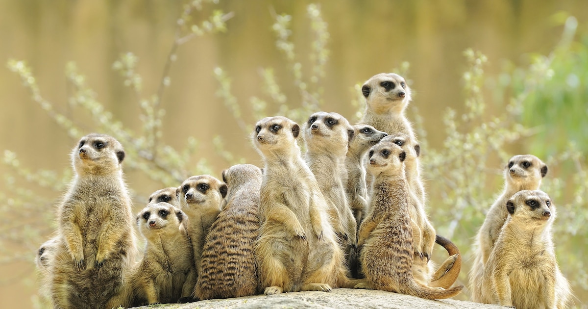 Sanjes Safari in Feanwâlden sluit voortaan op maandagen