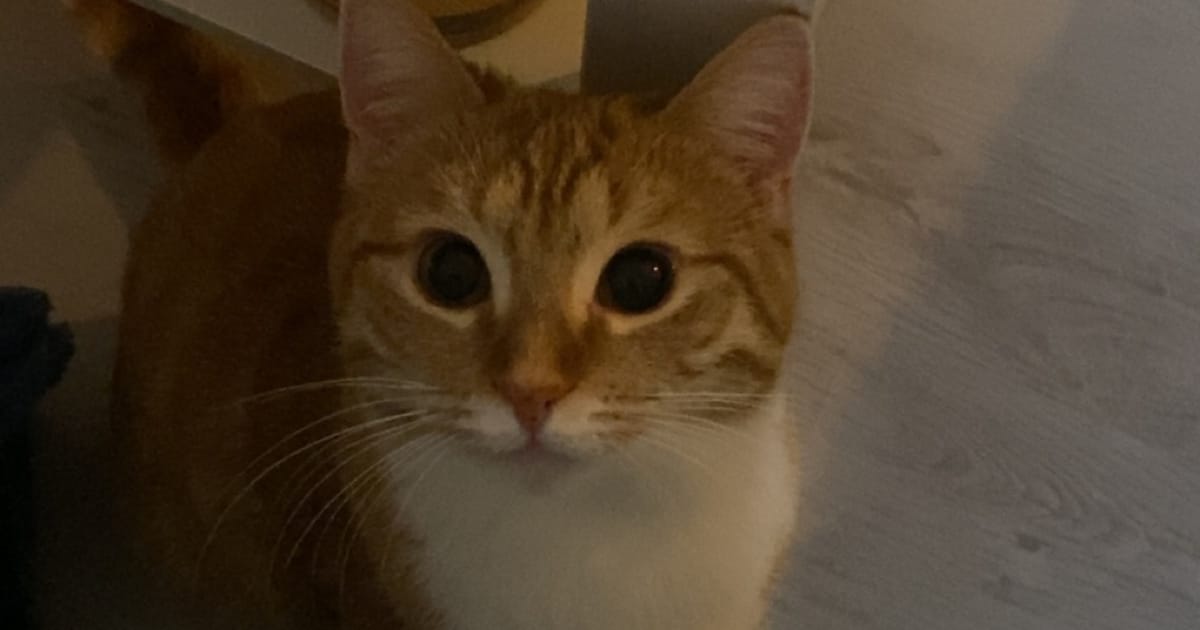 Heb jij Syb of Thea gezien? Deze twee huisdieren worden in Maassluis vermist