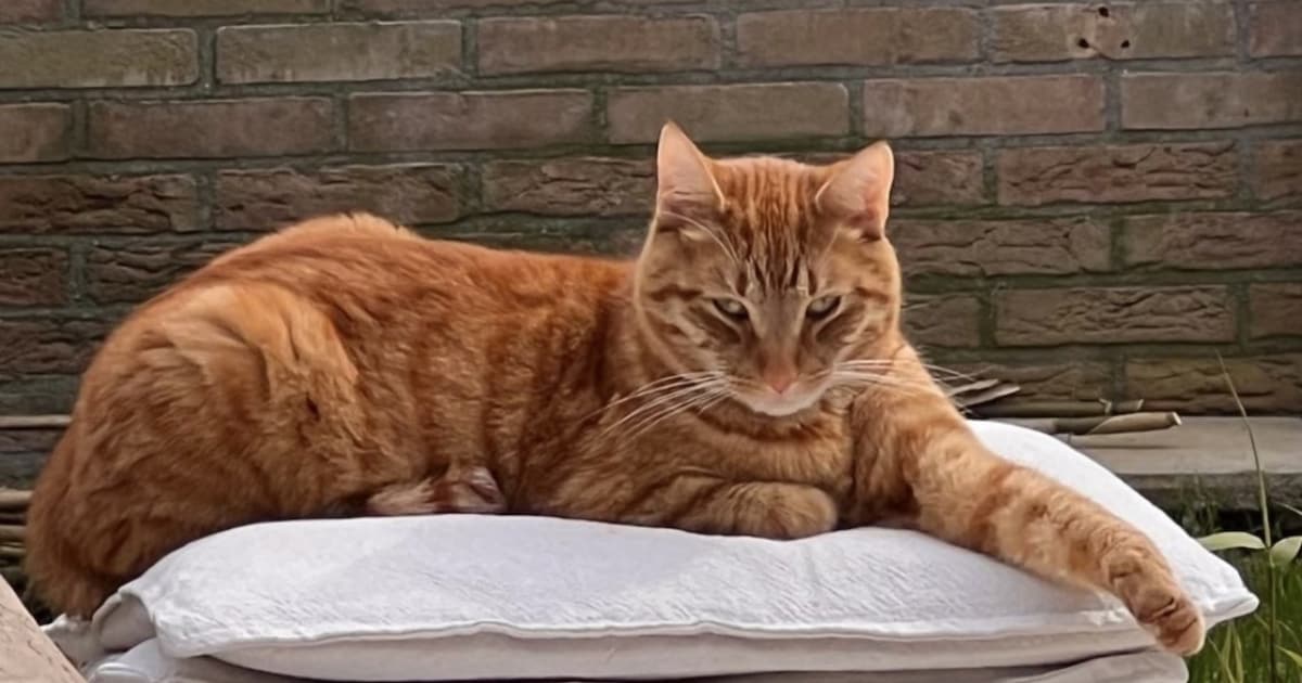 Heb jij Lio, Lexi of Mia gezien? Deze zes huisdieren worden in Den Helder vermist