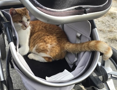 Heb jij Karel gezien? Dit huisdier wordt in Etten-Leur vermist