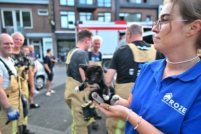 Brandweer stript auto om vastzittend katje uit motorruimte te redden