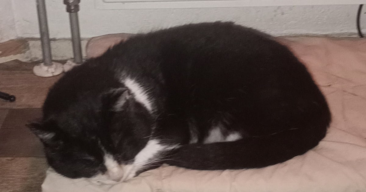 Heb jij Turbo gezien? Dit huisdier wordt in Oldambt vermist