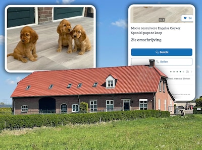Hoe kopers volgens gedupeerden worden misleid door hondenfokker in Best: ‘Achteraf zagen we allemaal