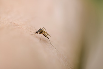 Dodental westnijlvirus stijgt naar 3, aantal besmettingen verdubbeld, meldt RIVM