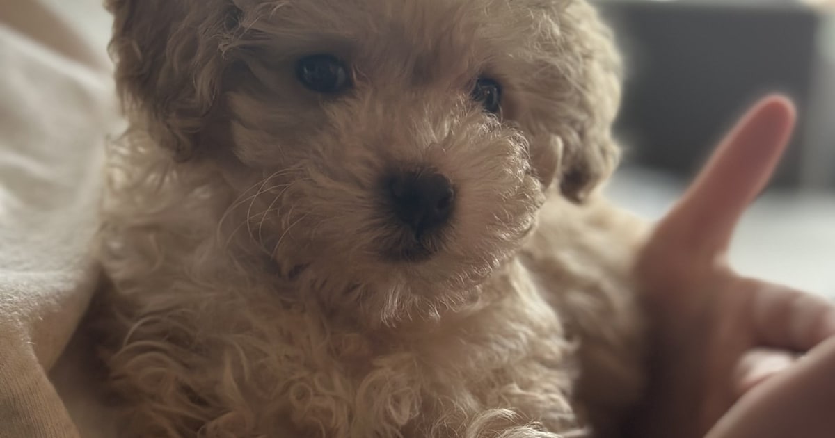 Heb jij Lotje gezien? Dit huisdier wordt in Wijk bij Duurstede vermist