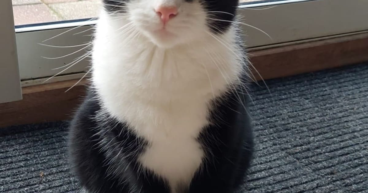 Heb jij Mango gezien? Dit huisdier wordt in Uithoorn vermist