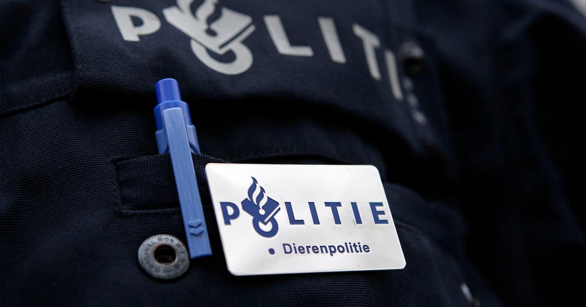 Verwaarloosde honden, katten en konijnen in beslag genomen in woning in Bergambacht
