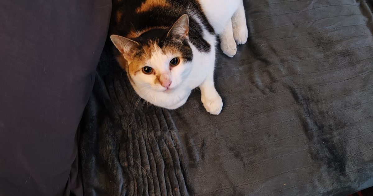 Heb jij Lilly gezien? Dit huisdier wordt in Aalsmeer vermist