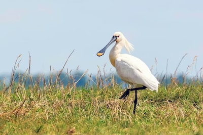 Young spoonbill arrives weakened at Haarlem Bird Hospital