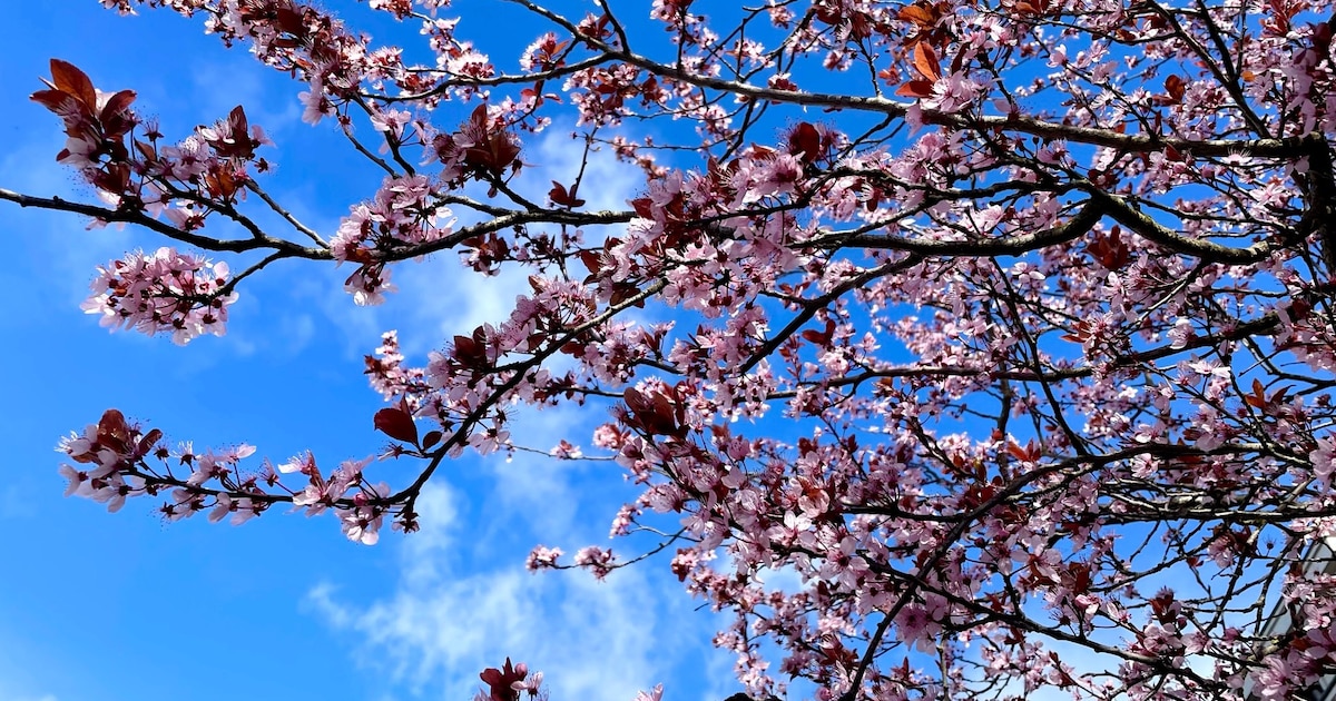 Blloesemwandeling voor mantelzorgers in Rhoon