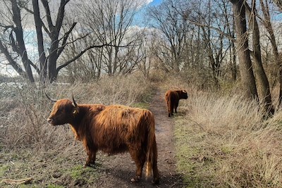 Schotse hooglanders nemen graaswerk over