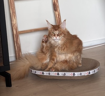 Heb jij Bobby, Snorrie of Muis gezien? Deze 17 huisdieren worden in Den Bosch vermist