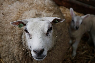 Schapen bij kinderboerderij in Barendrecht krijgen binnenkort scheerbeurt
