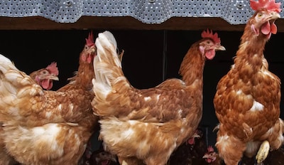 Vogelgriep op kinderboerderij in Nijmegen, vijftig kippen geruimd