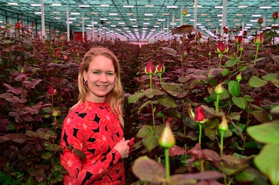 Steeds minder Nederlandse rozenkwekers, maar deze kwekerij floreert (en daar profiteer ook jij van)