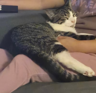 Heb jij Gyro, Zara of Tekir gezien? Deze drie huisdieren worden in Tilburg vermist