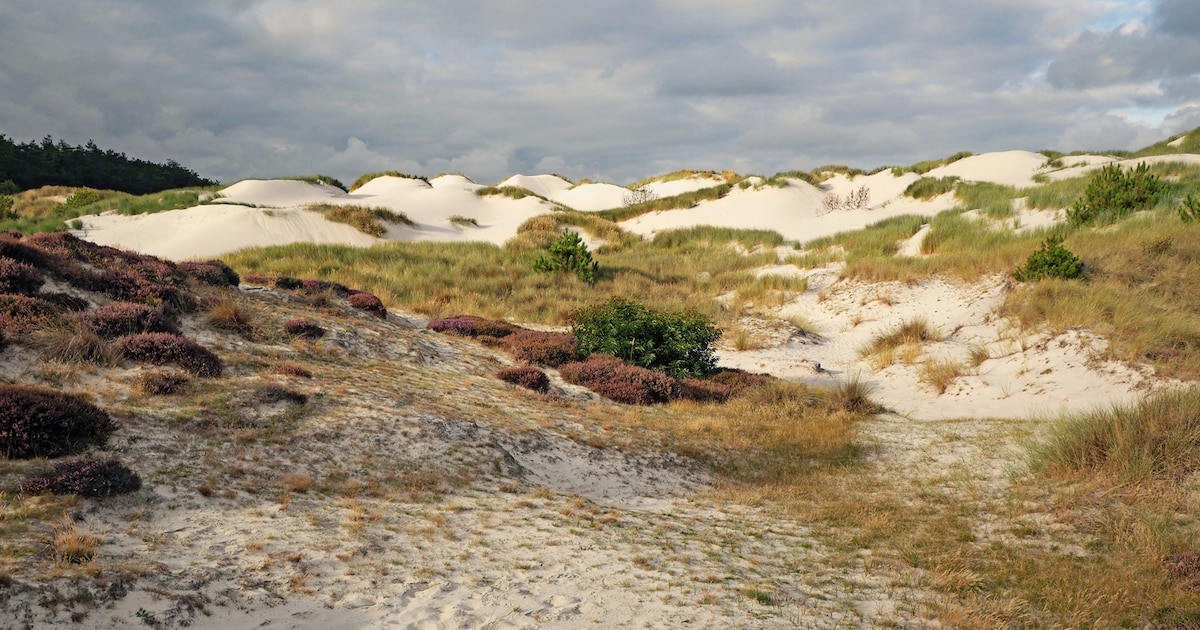 Lezing over ontstaan Schoorlse Duinen in Schoorl