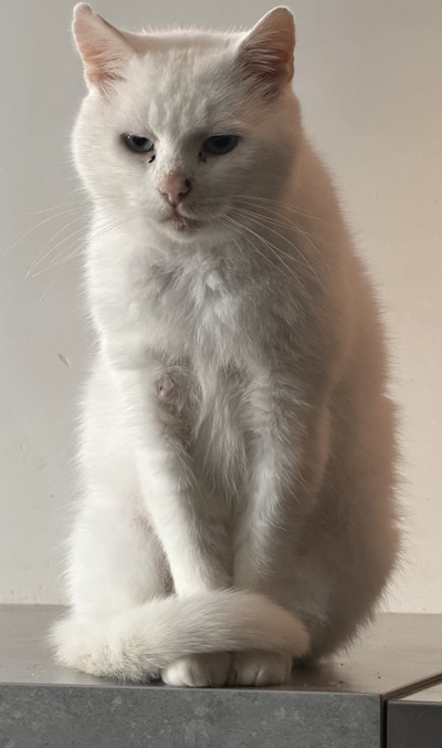 Heb jij Mouw Mouw gezien? Dit huisdier wordt in Amersfoort vermist