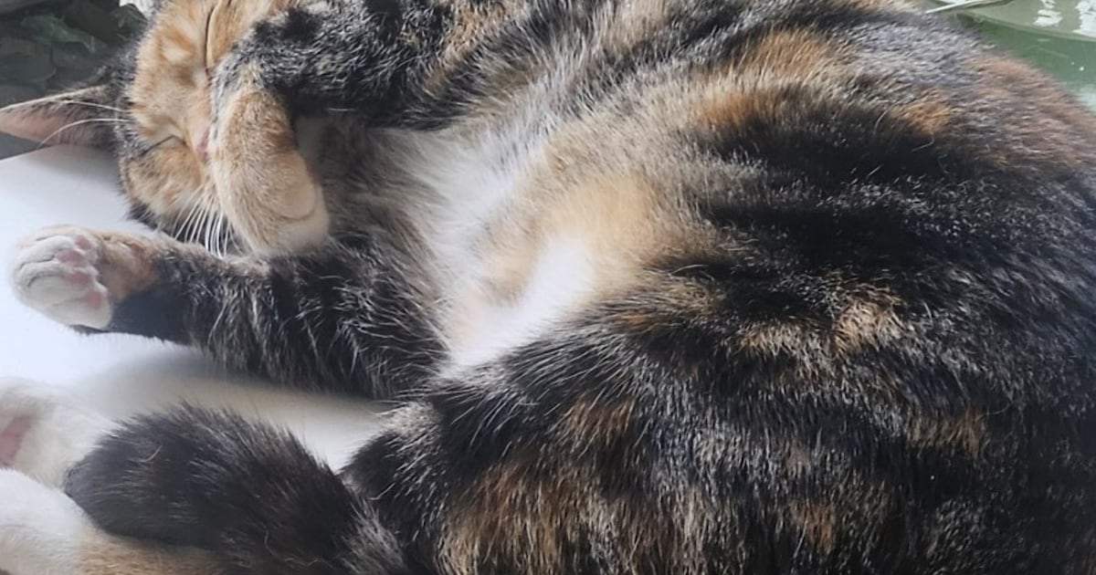 Heb jij Liesje gezien? Dit huisdier wordt in Gouda vermist