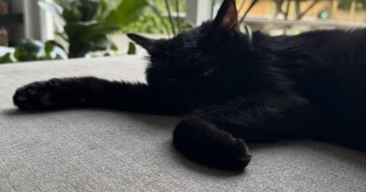 Heb jij Karel gezien? Dit huisdier wordt in Meerssen vermist