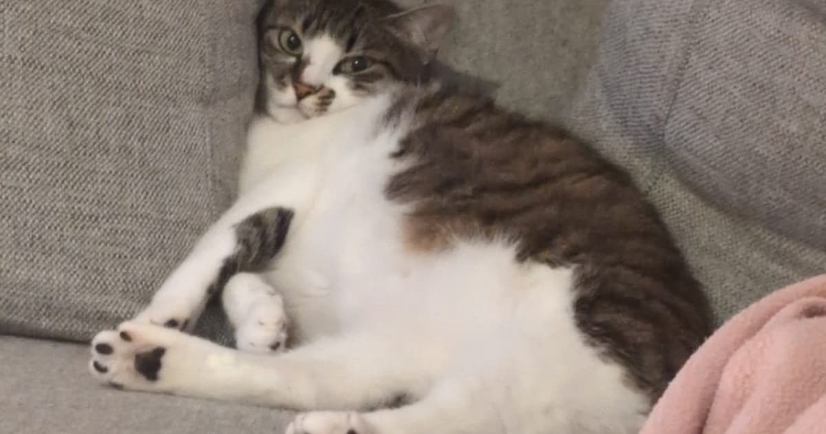 Heb jij Simba, June of Lucy gezien? Deze drie huisdieren worden in Heerlen vermist