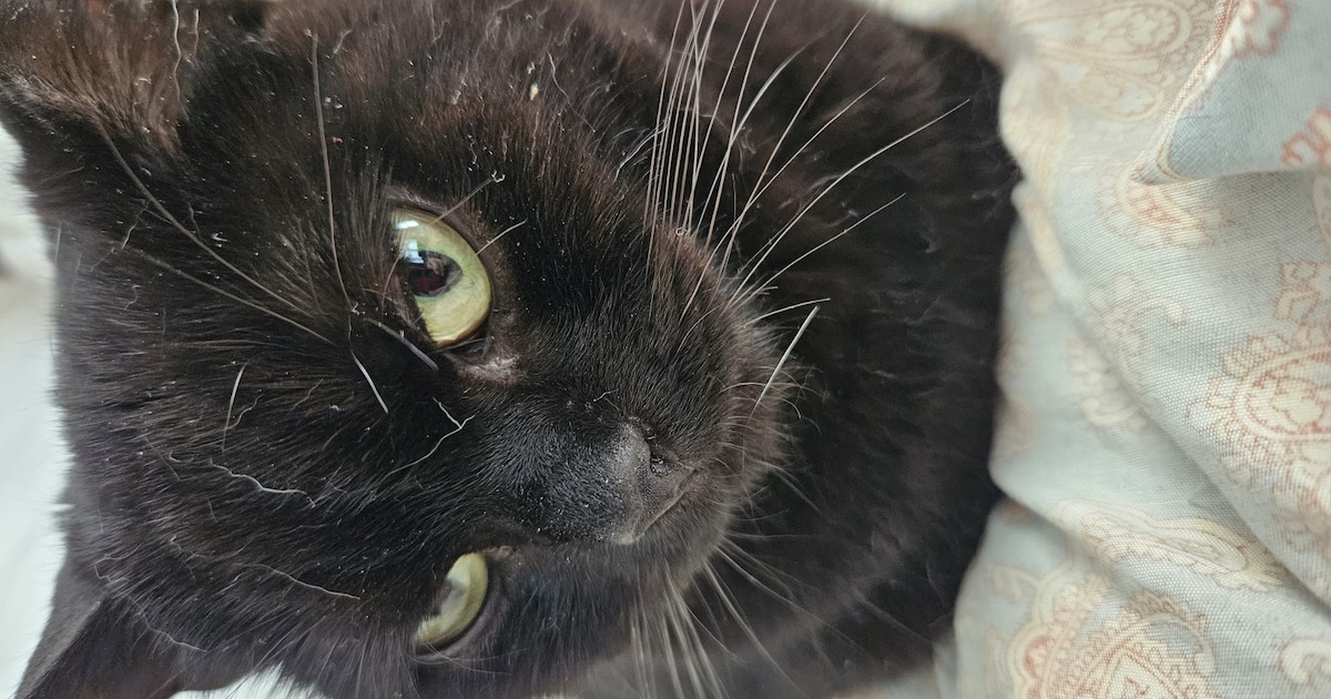 Heb jij Keith gezien? Dit huisdier wordt in Midden-Groningen vermist