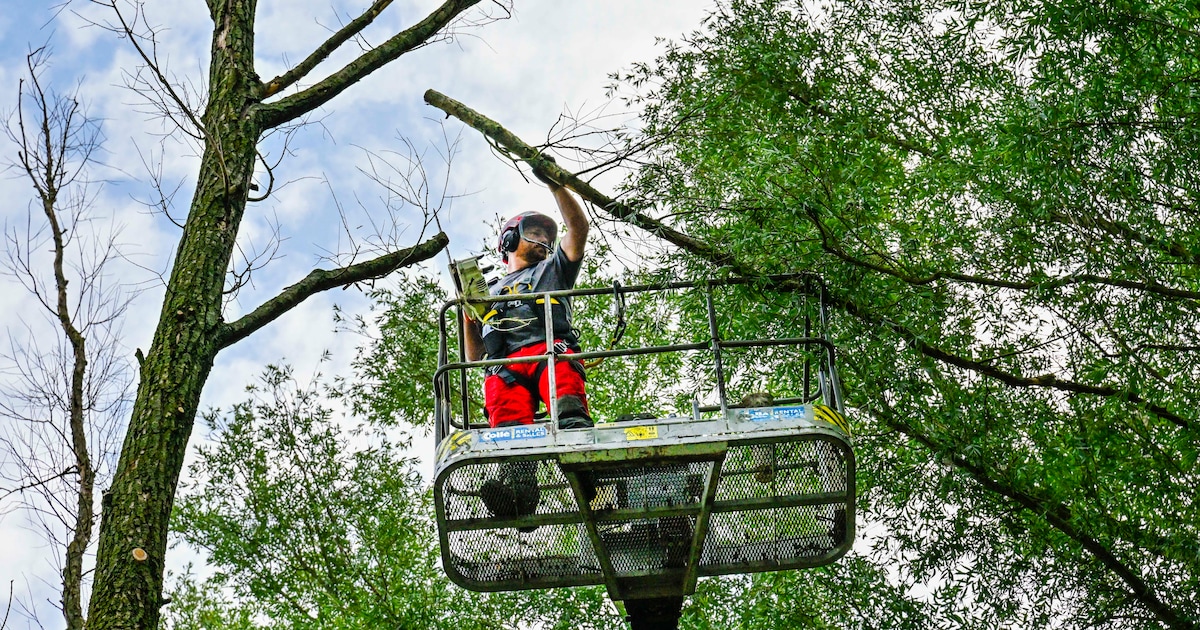 Snoeiwerkzaamheden zorgen voor tijdelijke wegafzettingen in Siebengewald