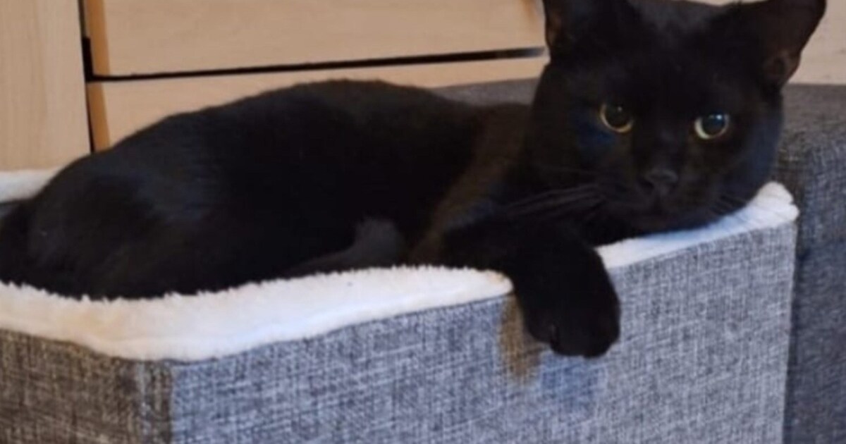 Heb jij Zoro gezien? Dit huisdier wordt in Capelle aan den IJssel vermist