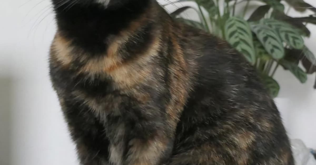 Heb jij Shelly of Spike gezien? Deze twee huisdieren worden in Bloemendaal vermist