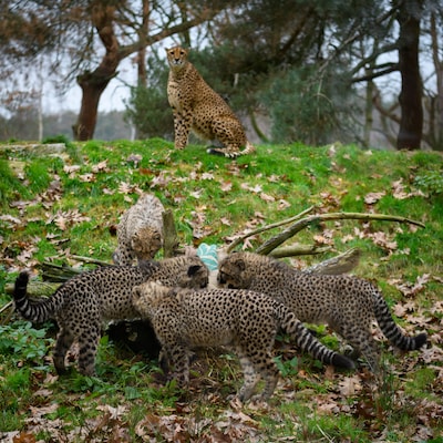 Kieskeurige cheeta’s Beekse Bergen krijgen weer jongen: derde nest in jaar tijd door vernieuwde ‘lie