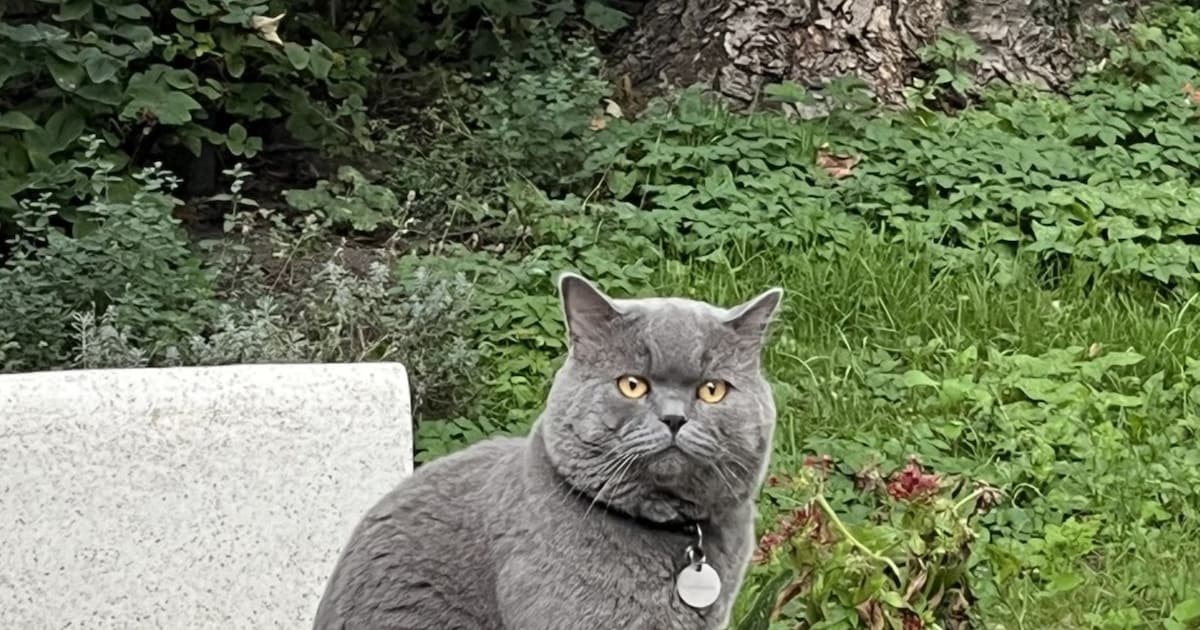 Heb jij Felix, V.i.p. of Sproek gezien? Deze zes huisdieren worden in Dordrecht vermist