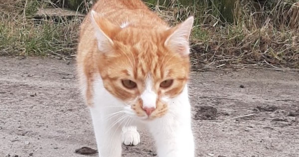 Heb jij Jack gezien? Dit huisdier wordt in Zoeterwoude vermist