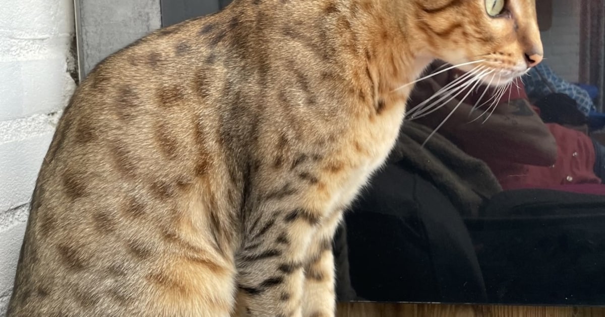 Heb jij Jackson gezien? Dit huisdier wordt in Goirle vermist