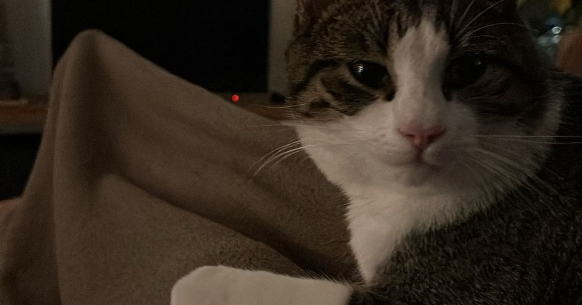 Heb jij Billy gezien? Dit huisdier wordt in Harlingen vermist