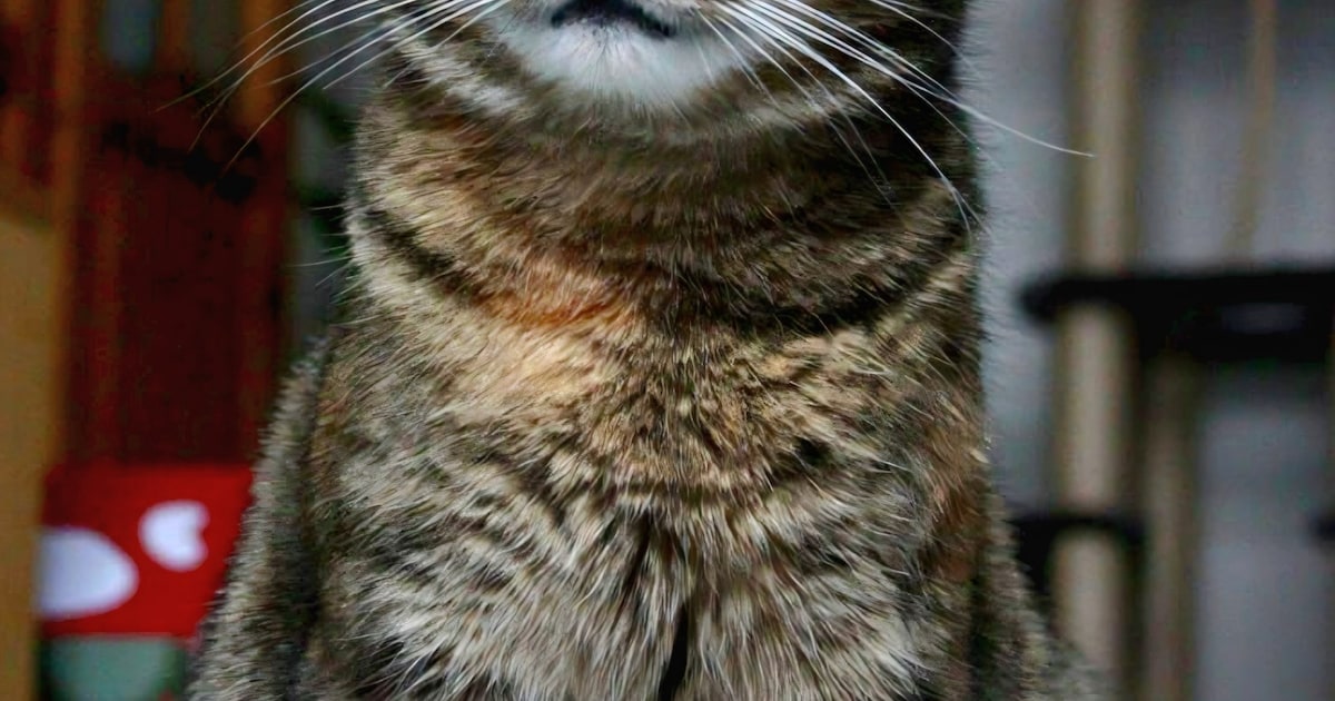 Heb jij Nala gezien? Dit huisdier wordt in Kerkrade vermist