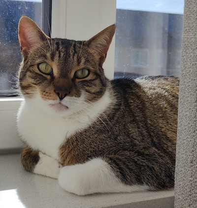 Have you seen Momo, Elsa or Lilo? These 24 pets are missing in Haarlem