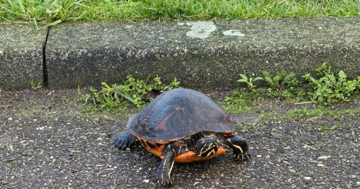 Medewerkers vinden tropische schildpad tussen afval in Hoek van Holland