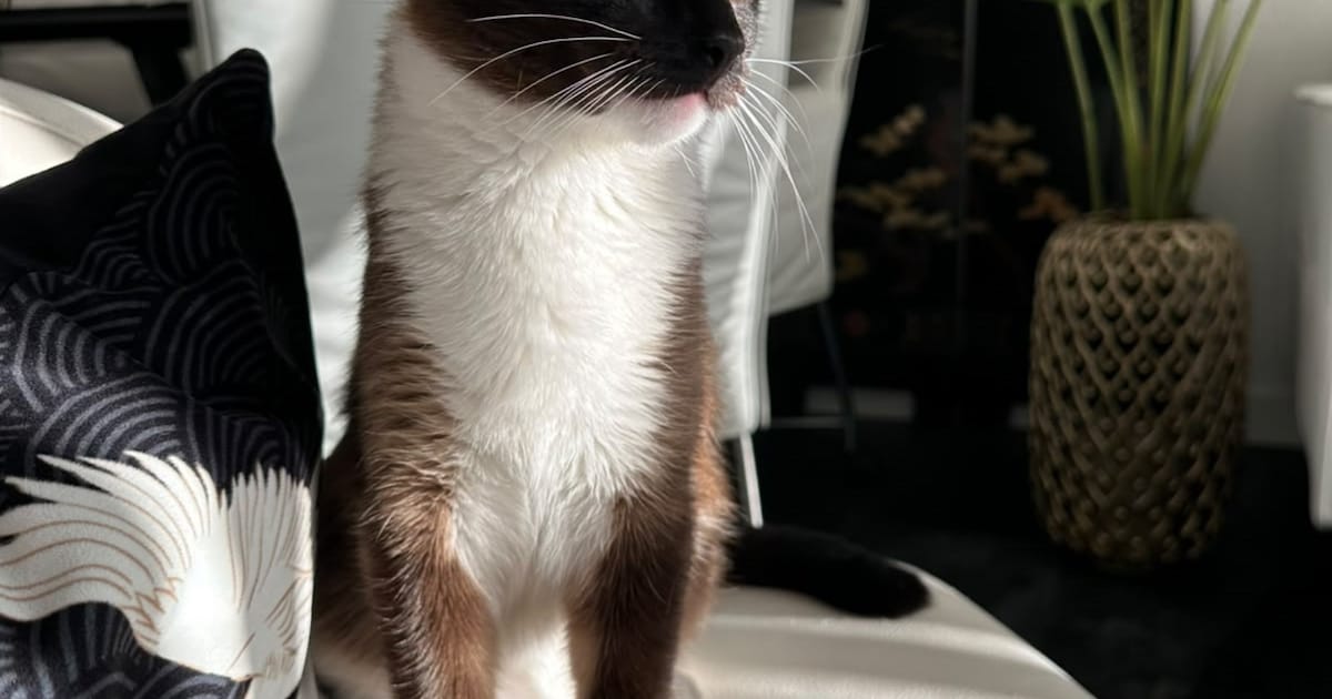 Heb jij Chochi gezien? Dit huisdier wordt in Woudenberg vermist