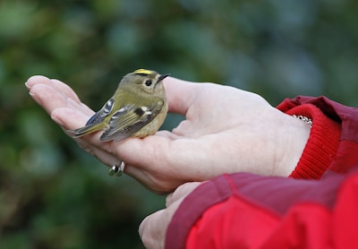 Found a bird in Haarlem? Dos and don’ts according to the Bird Protection Society