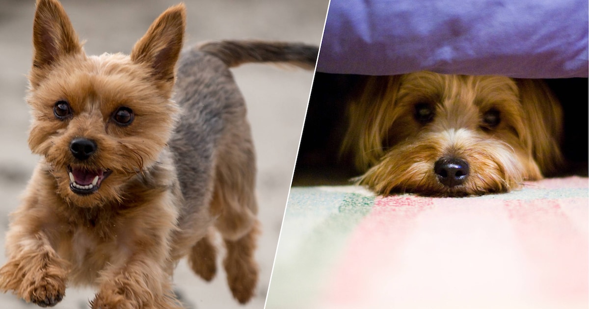 Tientallen inbeslaggenomen Yorkshireterriërs uit Groot-Ammers mogen van rechter naar nieuw baasje