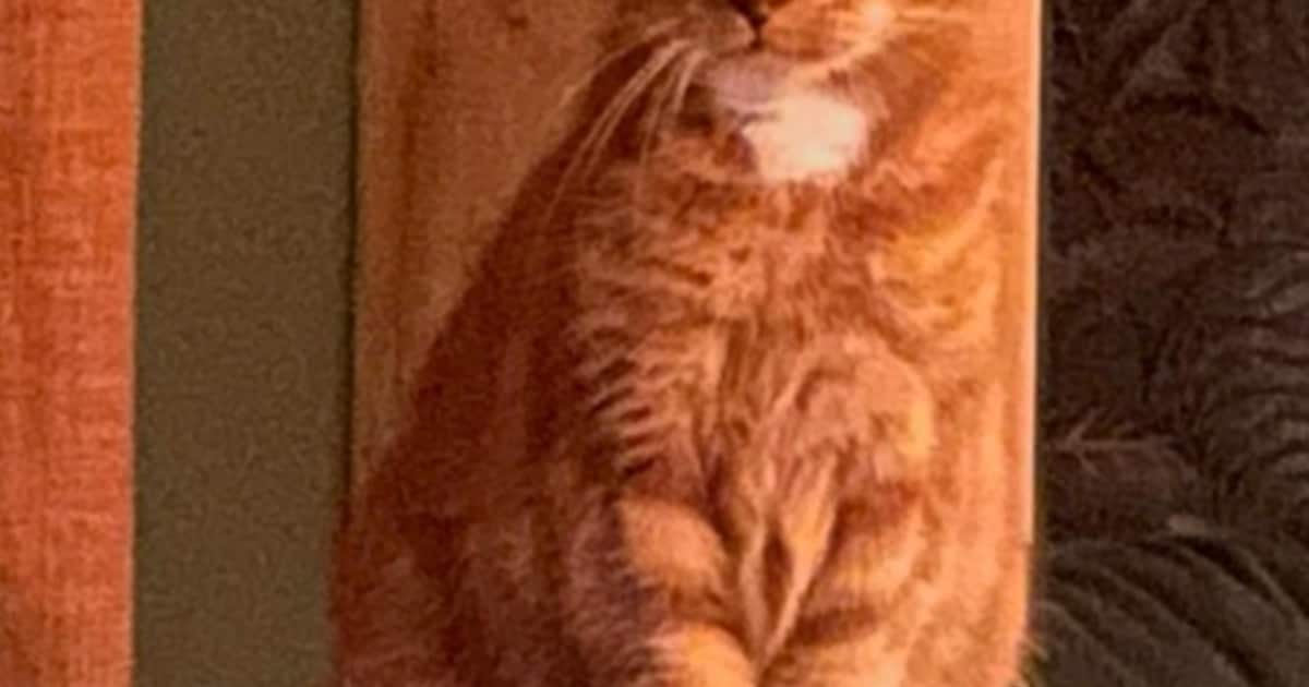 Heb jij Julia gezien? Dit huisdier wordt in Beverwijk vermist